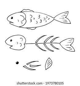 Whole fish, skeleton, bones. Vector illustration, linear drawing.