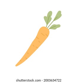 Whole fresh carrot with tops. Orange tuber and leaf of raw root vegetable. Food plant with leaves. Colored flat vector illustration of crunchy sweet veggie isolated on white background.