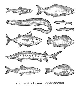 Whole fresh different types of fish. Tilapia, dorado, tuna, salmon, anchovy, eel, sardine, sturgeon, herring. Vector black engraving vintage illustration isolated on white.  Hand drawn design