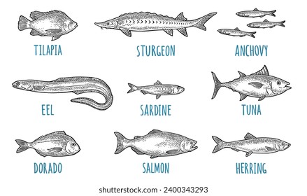 Whole fresh different types of fish. Tilapia, dorado, tuna, salmon, anchovy, eel, sardine, sturgeon, herring. Vector black engraving vintage illustration isolated on white.  Hand drawn design