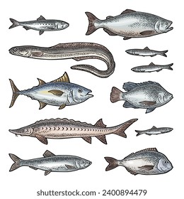 Whole fresh different types of fish. Tilapia, dorado, tuna, salmon, anchovy, eel, sardine, sturgeon, herring. Vector color engraving vintage illustration isolated on white.  Hand drawn design