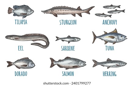 Whole fresh different types of fish. Tilapia, dorado, tuna, salmon, anchovy, eel, sardine, sturgeon, herring. Vector color engraving vintage illustration isolated on white.  Hand drawn design