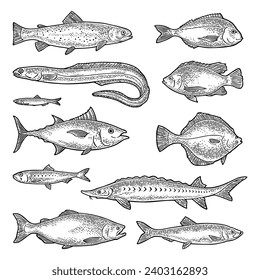 Whole fresh different types fish. Tilapia, dorado, flounder, trout tuna, salmon, anchovy, eel, sardine, sturgeon, herring. Vector engraving vintage illustration isolated on white.  Hand drawn design