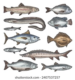 Whole fresh different types fish. Tilapia, dorado, flounder, trout tuna, salmon, anchovy, eel, sardine, sturgeon, herring. Vector engraving vintage illustration isolated on white.  Hand drawn design