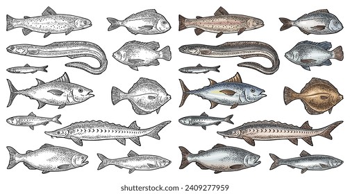 Whole fresh different types fish. Tilapia, dorado, flounder, trout tuna, salmon, anchovy, eel, sardine, sturgeon, herring. Vector engraving vintage illustration isolated on white.  Hand drawn design