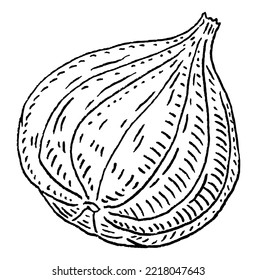 Whole fresh fig. Vector black vintage engraving illustration. Isolated on white background. Hand drawn design element for label