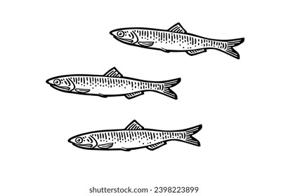 Whole fresh fish anchovy. Vector black engraving vintage illustrations. Isolated on white background. Hand drawn design.