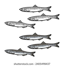 Whole fresh fish anchovy. Vector color engraving vintage illustrations. Isolated on white background. Hand drawn design.