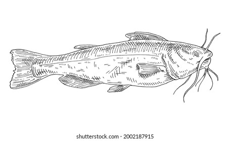 Whole fresh fish catfish on white background. Vintage vector  engraving vector monochrome black illustration. Hand drawn design in a graphic ink style.