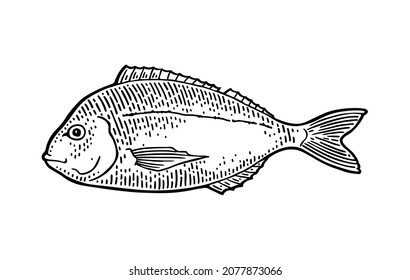 Whole fresh fish dorado. Vector black engraving vintage illustrations. Isolated on white background.