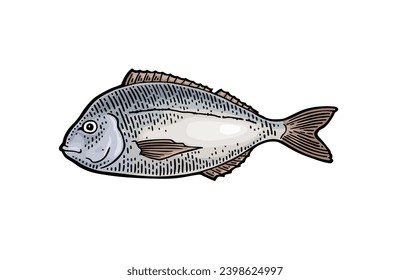 Whole fresh fish dorado. Vector color engraving vintage illustrations. Isolated on white background.