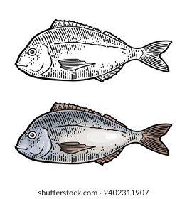 Whole fresh fish dorado. Vector color engraving vintage illustrations. Isolated on white background.