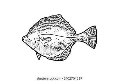 Whole fresh fish flounder. Hand drawn design. Vector black engraving vintage illustrations. Isolated on white background.