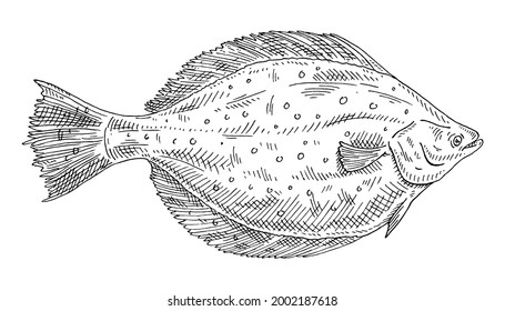 Whole fresh fish flounder on white background. Vintage vector engraving monochrome black illustration. Hand drawn design in a graphic ink style.