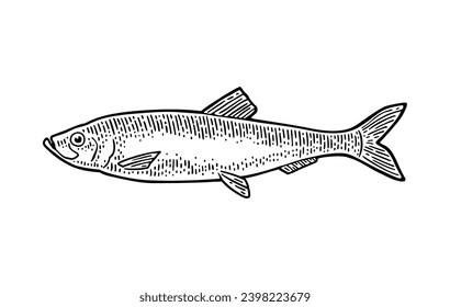 Whole fresh fish herring. Vector black engraving vintage illustrations. Isolated on white background. Hand drawn design.