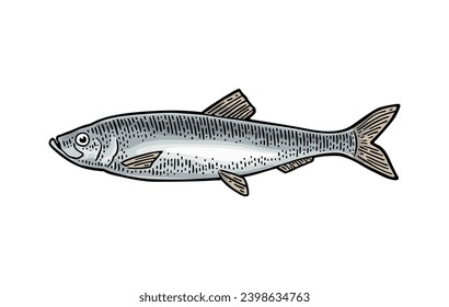 Whole fresh fish herring. Vector color engraving vintage illustrations. Isolated on white background. Hand drawn design.