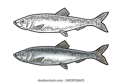 Whole fresh fish herring. Vector color engraving vintage illustrations. Isolated on white background. Hand drawn design.