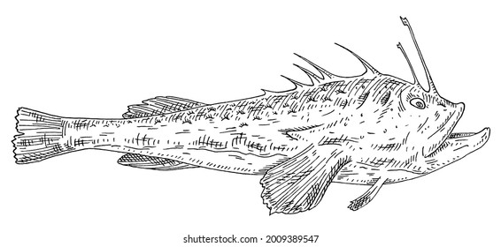 Whole fresh fish monkfish on white background. Vintage vector engraving monochrome black illustration. Hand drawn design in a graphic ink style.