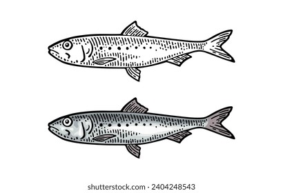 Whole fresh fish sardine. Vector color engraving vintage illustrations. Isolated on white background. Hand drawn design.