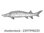 Whole fresh fish sturgeon. Vector black engraving vintage illustrations. Isolated on white background. Hand drawn design.