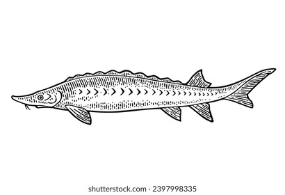 Whole fresh fish sturgeon. Vector black engraving vintage illustrations. Isolated on white background. Hand drawn design.