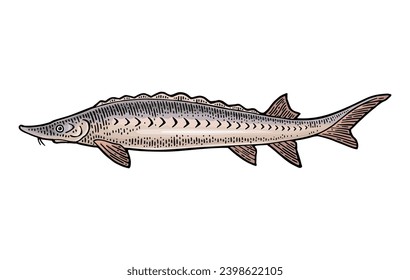 Whole fresh fish sturgeon. Vector color engraving vintage illustrations. Isolated on white background. Hand drawn design.