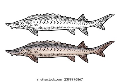 Ganzer frischer Fischsturgeon. Vektorfarbenprägung von Vintage-Illustrationen. Einzeln auf weißem Hintergrund. Handgezeichnetes Design.