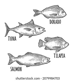 Whole fresh fish tilapia, dorado, tuna, salmon. Hand drawn design. Vector black engraving vintage illustrations. Isolated on white background.