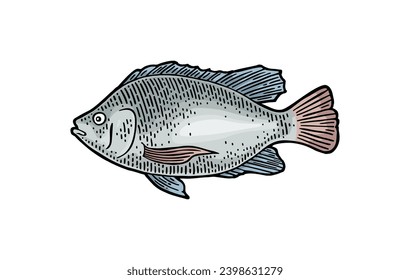 Whole fresh fish tilapia. Hand drawn design. Vector color engraving vintage illustrations. Isolated on white background.