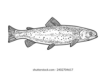 Whole fresh fish trout. Hand drawn design. Vector black engraving vintage illustrations. Isolated on white background.