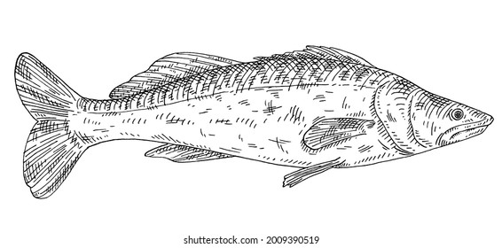 Whole fresh fish zander on white background. Vintage vector engraving monochrome black illustration. Hand drawn design in a graphic ink style.