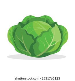 
Fondo blanco de Ilustración vectorial plana de repollo verde fresco entero.