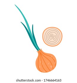 Whole fresh onion and slice. Vector illustration flat cartoon style on isolated white background.
