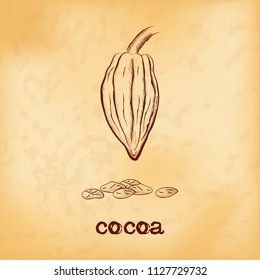Whole fruit chocolate tree with cocoa beans - Theobroma cacao - on aged yellowed background. Hand drawn sketch in vintage engraving style. Botanical vector illustration