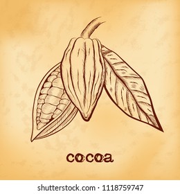 Whole fruit chocolate tree and in a cut with cocoa beans and leaf - Theobroma cacao - on aged yellowed background. Hand drawn sketch in vintage engraving style. Botanical vector illustration