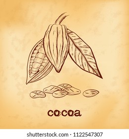 Whole fruit chocolate tree and in a cut with cocoa beans and leaf - Theobroma cacao - on aged yellowed background. Hand drawn sketch in vintage engraving style. Botanical vector illustration