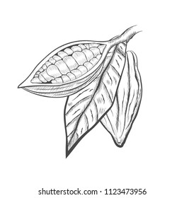 Whole fruit chocolate tree and in a cut with cocoa beans and leaf - Theobroma cacao - isolated on white background. Hand drawn sketch in vintage engraving style. Botanical vector illustration
