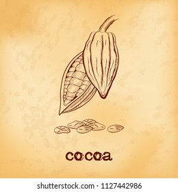 Whole fruit chocolate tree and in a cut with cocoa beans - Theobroma cacao - on aged yellowed background. Hand drawn sketch in vintage engraving style. Botanical vector illustration