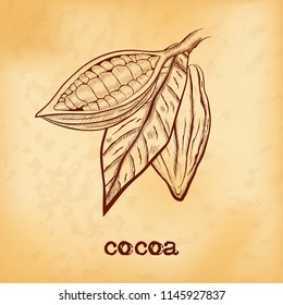 Whole fruit chocolate tree and in a cut with cocoa beans and leaf - Theobroma cacao - on aged yellowed background. Hand drawn sketch in vintage engraving style. Botanical vector illustration