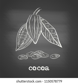 Whole fruit chocolate tree and in a cut with cocoa beans and leaf - Theobroma cacao - chalk drawing on the blackboard. Hand drawn sketch in vintage engraving style. Botanical vector illustration