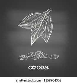 Whole fruit chocolate tree and in a cut with cocoa beans and leaf - Theobroma cacao - chalk drawing on the blackboard. Hand drawn sketch in vintage engraving style. Botanical vector illustration