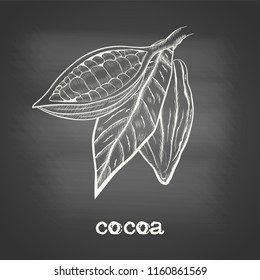 Whole fruit chocolate tree and in a cut with cocoa beans and leaf - Theobroma cacao - chalk drawing on the blackboard. Hand drawn sketch in vintage engraving style. Botanical vector illustration