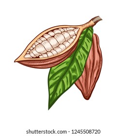 Whole fruit chocolate tree and in a cut with cocoa beans and leaf - Theobroma cacao - isolated on white background. Hand drawn color sketch in vintage engraving style. Botanical vector illustration