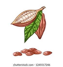 Whole fruit chocolate tree and in a cut with cocoa beans and leaf - Theobroma cacao - isolated on white background. Hand drawn color sketch in vintage engraving style. Botanical vector illustration