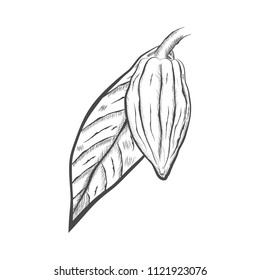 Whole fruit chocolate tree and leaf - Theobroma cacao - isolated on white background. Hand drawn sketch in vintage engraving style. Botanical vector illustration