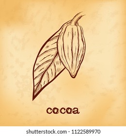 Whole fruit chocolate tree and leaf - Theobroma cacao - on aged yellowed background. Hand drawn sketch in vintage engraving style. Botanical vector illustration
