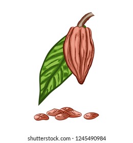 Whole fruit chocolate tree, leaf and seeds - Theobroma cacao - isolated on white background. Hand drawn color sketch in vintage engraving style. Botanical vector illustration
