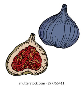 Whole fruit fig and slice on the white background - Vector illustration. Hand-drawn fruit decorative element useful for invitations, scrapbooking, design.