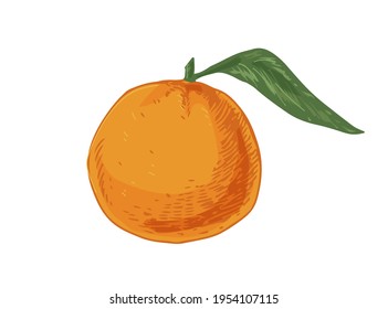 Whole fruit of tangerine with leaf. Tropical orange mandarin or clementine. Realistic hand-drawn vector illustration of exotic citrus isolated on white background