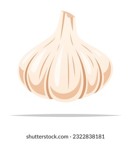 Whole garlic bulb vector isolated illustration
